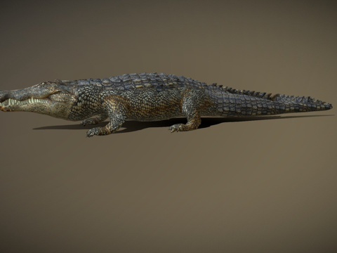  鳄鱼绑定静态3d模型 