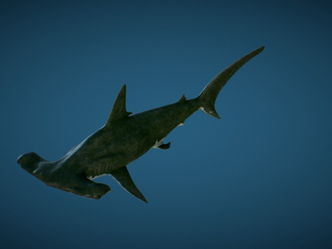  双髻鲨游戏就绪3d模型 