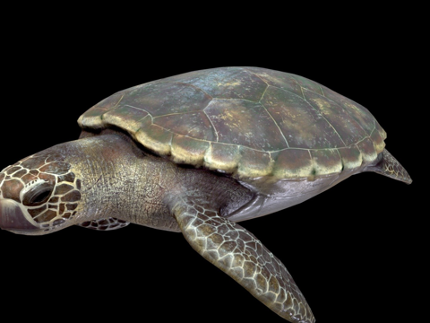  红海龟蠵龟3d模型 