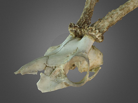  鹿头骨3d模型 