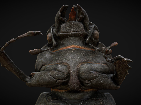  雌性鹿角锹甲虫3d模型 