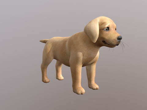  寻回犬3d模型 