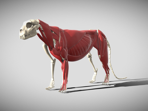  豹解剖学3d模型 