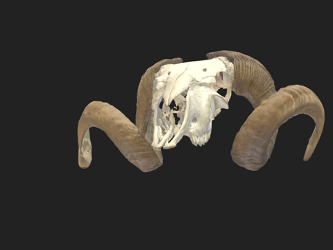  绵羊头骨颅骨3d模型 