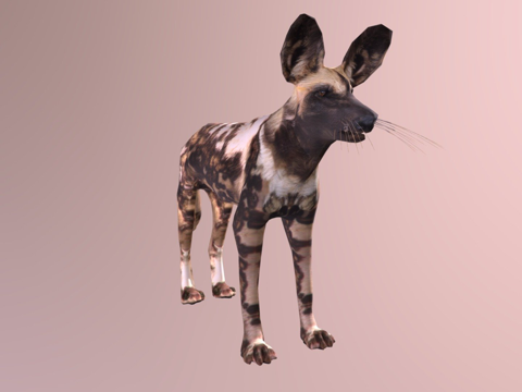  非洲野猎犬3d模型 