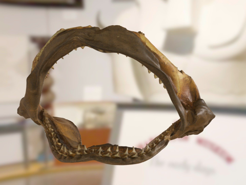  鲨鱼颚骨与牙齿标本ChMCF73253d模型 