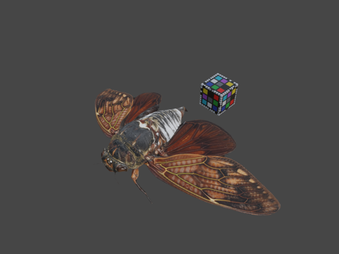  CC0油蝉大型褐蝉G.nigrofuscata3d模型 