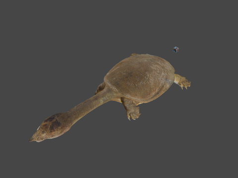  CC0鳖中华鳖P.sinensis3d模型 