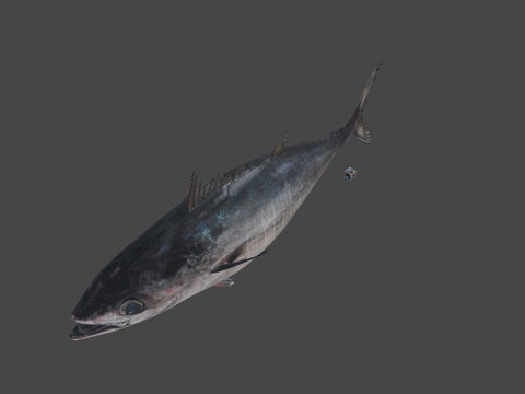  CC0太平洋蓝鳍金枪鱼东方金枪鱼3d模型3d模型 