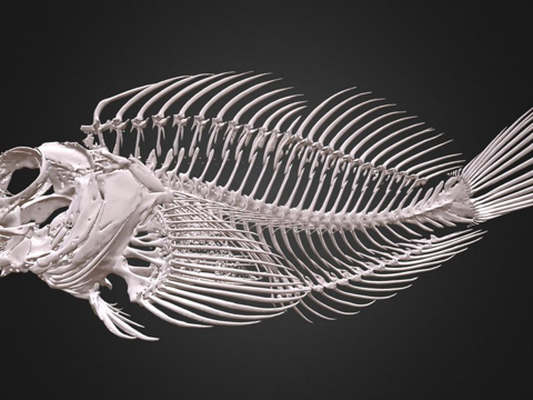  短鳍外丽鱼3d模型 