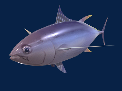  金枪鱼3d模型 