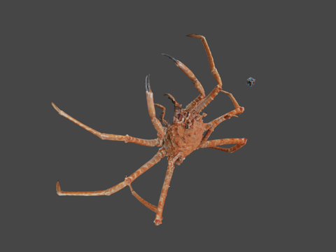  CC0日本深海寄居蟹3d模型3d模型 