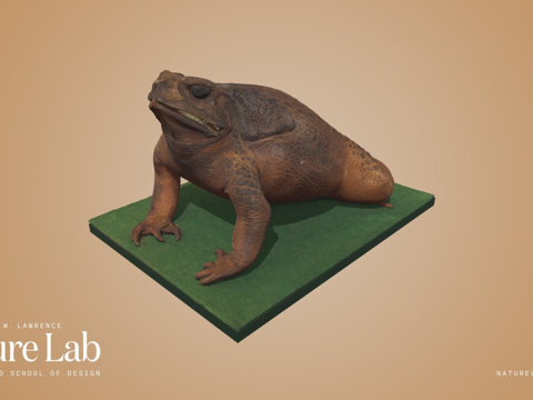  甘蔗蟾蜍3d模型 