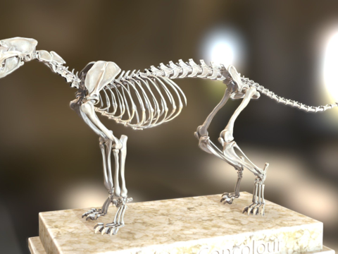  美洲狮骨架3d模型 