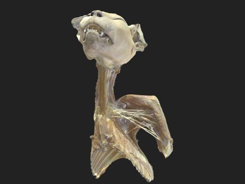  臂丛神经plexus brachialis猫3d模型 