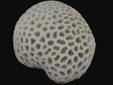  蜂巢珊瑚属3d模型 