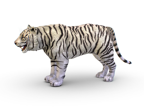  低多边形写实白虎3d模型 