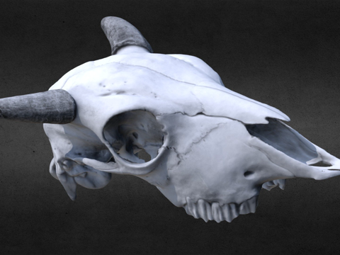  小野牛头骨3d模型 