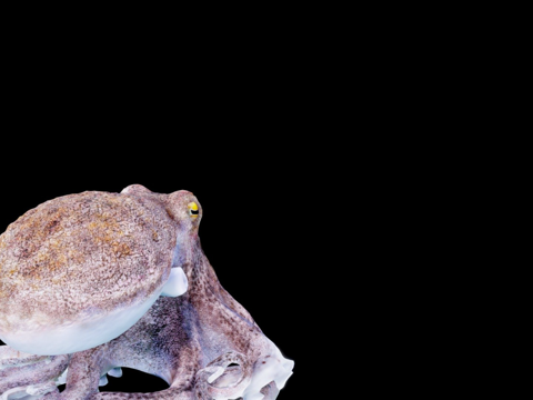  动画章鱼3d模型 