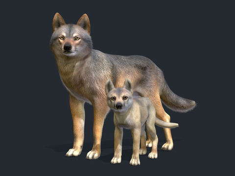  狼家族3d模型 