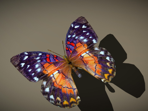  RT鸟类与小动物蝴蝶013d模型 