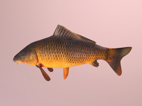  鲤鱼鱼3d模型 