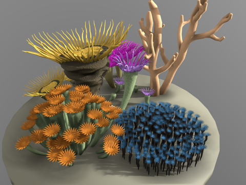  皱纹珊瑚3d模型 