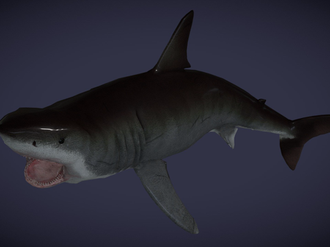  巨齿鲨3d模型 