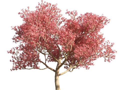  树 花草 植物3d模型 