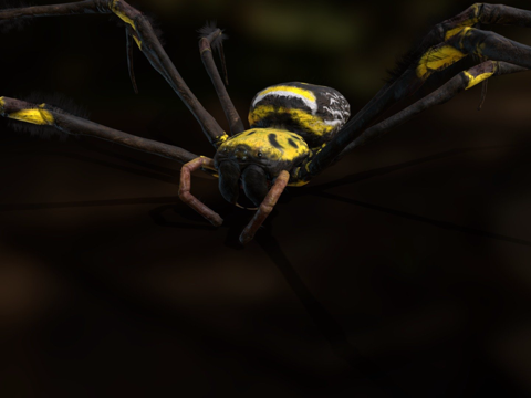  金丝圆蛛3d模型 