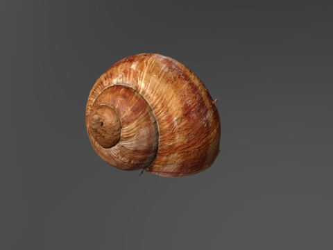  蜗牛壳3d模型 