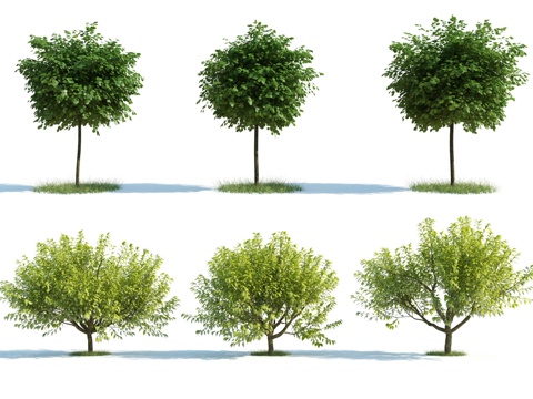  树 大树 高树 灌木 园林灌木 园林植物 人工植被 景观3d模型 