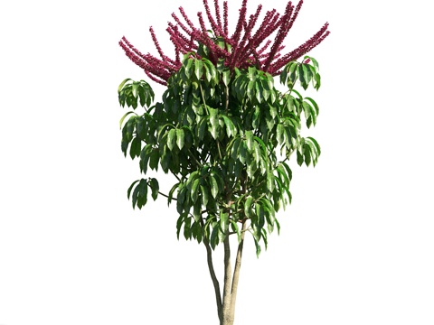  树 花草 植物3d模型 