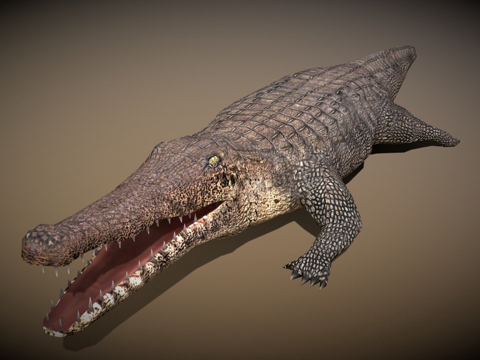  RT野生动物鳄鱼3d模型 