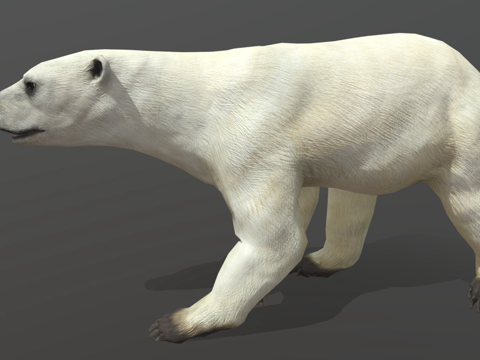  北极熊3d模型 