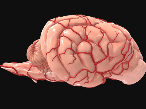  犬脑动脉供应3d模型 