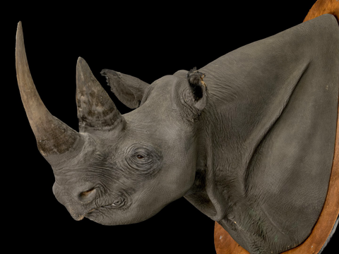  黑犀牛标本架3d模型 