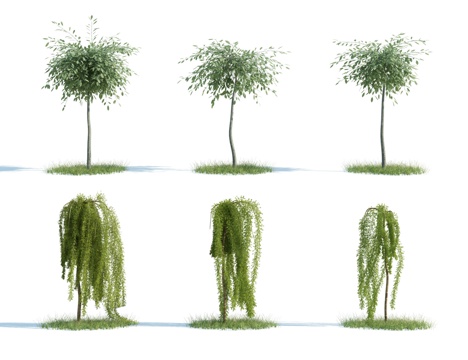  树 大树 高树 灌木 园林灌木 园林植物 人工植被 景观3d模型 
