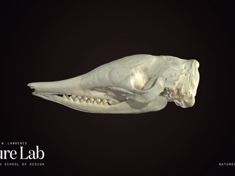  犰狳头骨3d模型 