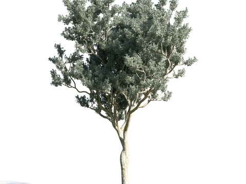  树 花草 植物3d模型 