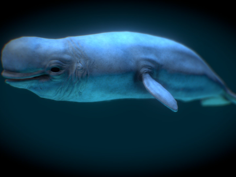  白鲸白鲸属3d模型 