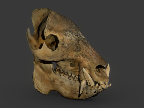  扫描头骨领西猯领西猯属3d模型 