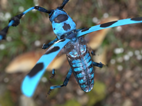  贝氏罗萨利亚天牛3d模型 