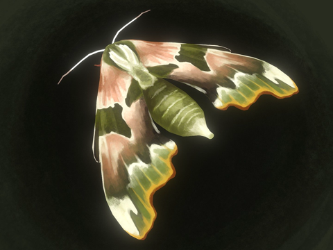  手绘蛾子3d模型 