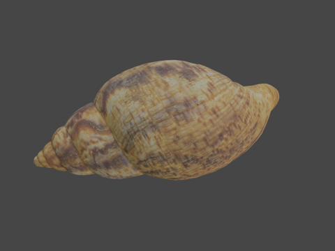  贪食蜗牛壳非洲巨型蜗牛壳3d模型3d模型 