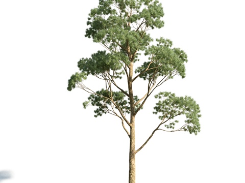  树 花草 植物3d模型 