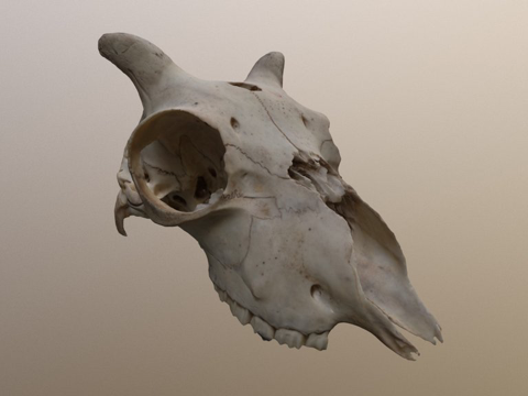  幼羊头骨3d模型 