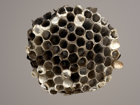  第179天纸黄蜂巢3d模型 