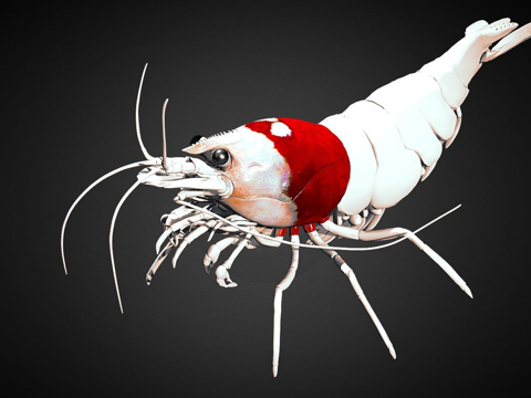  虾纹理测试3d模型 