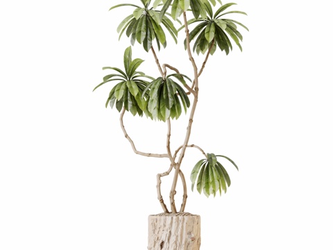  HQ室内装饰榕树非洲榕3d模型 